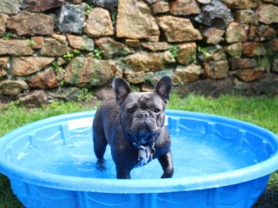 Doggy Day Care Cornwall